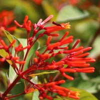Hamelia Patens Blumensamen zur Aussaat duftend Blüten Traditionssorte & ohne Gentechnik Samen Hausgarten