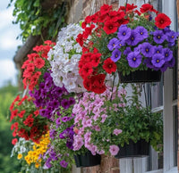 Hanging petunia blume samen for anpflanzung mixed