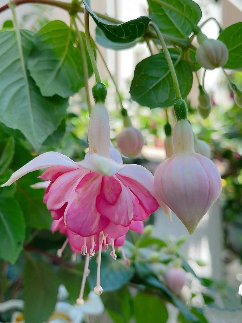 Hanging basket fuchsia pflanzen for patio
