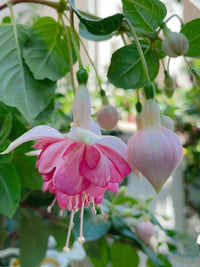 Hanging basket fuchsia pflanzen for patio
