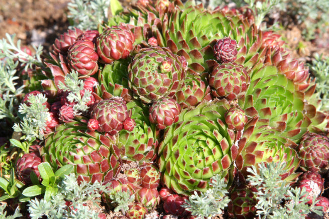 Gemischt Sempervivum Hybridum Blumensamen zur Aussaat – Garten beliebt – Traditionssorte & ohne Gentechnik Samen Hausgarten