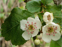 Weiß Crataegus Blumensamen zur Aussaat