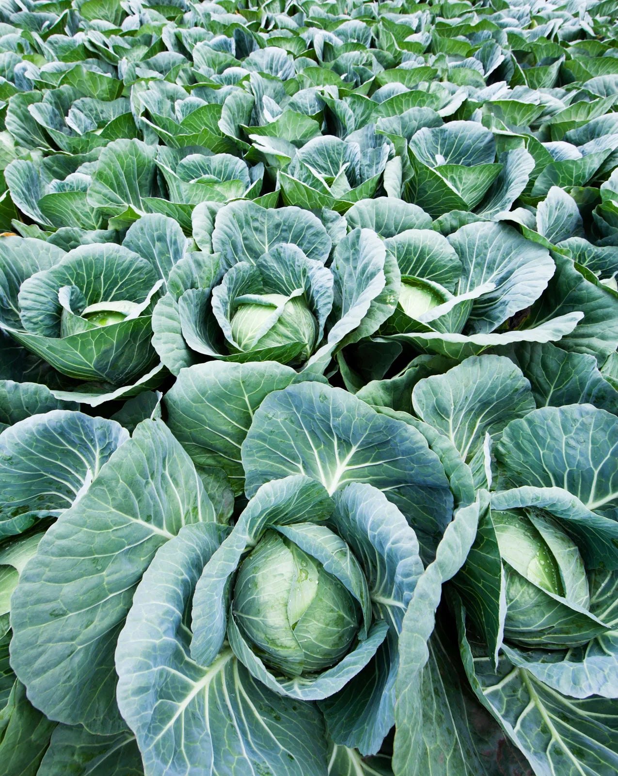 Macaroni Samen zum Pflanzen Brassica Oleracea vegetable patch school garden