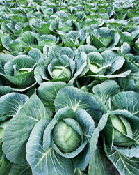 Macaroni Samen zum Pflanzen Brassica Oleracea vegetable patch school garden