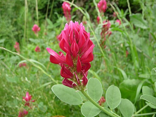 Silla Blumensamen zur Aussaat Schnitt Blume beliebt Traditionssorte & ohne Gentechnik Samen Hausgarten