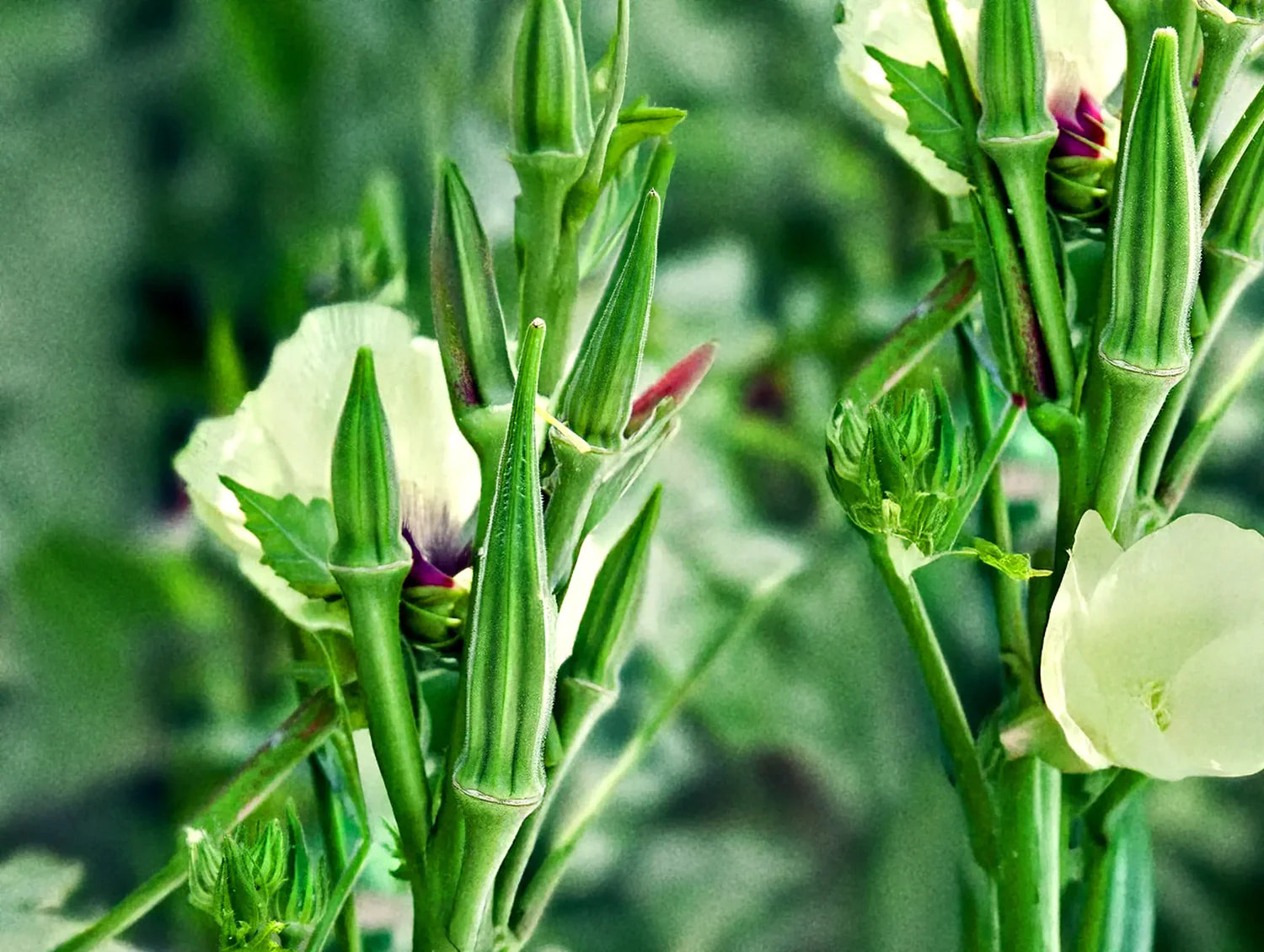 Green Clemson Gemüse Garden Samen zum Pflanzen
