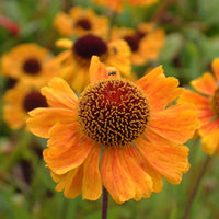 Helenium Blumensamen zur Aussaat lang Blüte Saison Traditionssorte & ohne Gentechnik Samen Hausgarten
