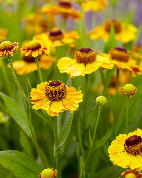 Helenium Blumensamen zur Aussaat lang Blüte Saison Traditionssorte & ohne Gentechnik Samen Hausgarten