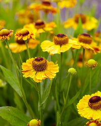 Helenium Blumensamen zur Aussaat lang Blüte Saison Traditionssorte & ohne Gentechnik Samen Hausgarten