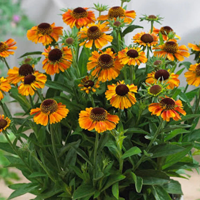 Helenium (helenium autumn) samen for anpflanzung in home garten