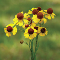 Helenium "tiny dancer" lila headed samen for compact blooms