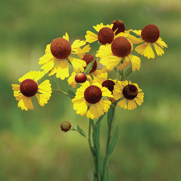 Helenium "tiny dancer" lila headed samen for compact blooms