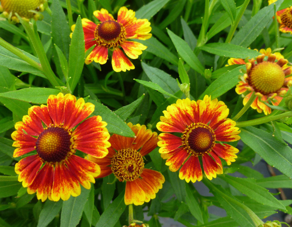 Helenium Blumensamen zur Aussaat leuchtend Blüten Traditionssorte & ohne Gentechnik Samen Hausgarten