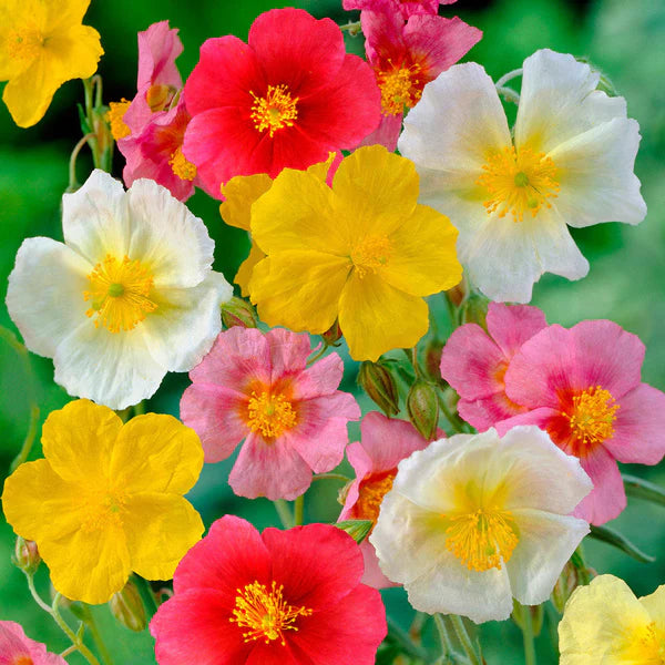 Gemischt Helianthemum Mutabile Blume Samen zur Aussaat leuchtend & farbenfroh Einjährige für Ihren Garten