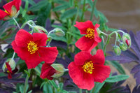 Gemischt Helianthemum Blumensamen zur Aussaat – farbenfroh Schau – Traditionssorte & ohne Gentechnik Samen Hausgarten