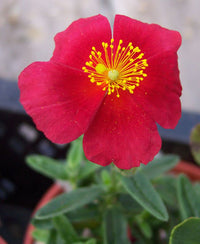 Gemischt Helianthemum Blumensamen zur Aussaat – farbenfroh Schau – Traditionssorte & ohne Gentechnik Samen Hausgarten