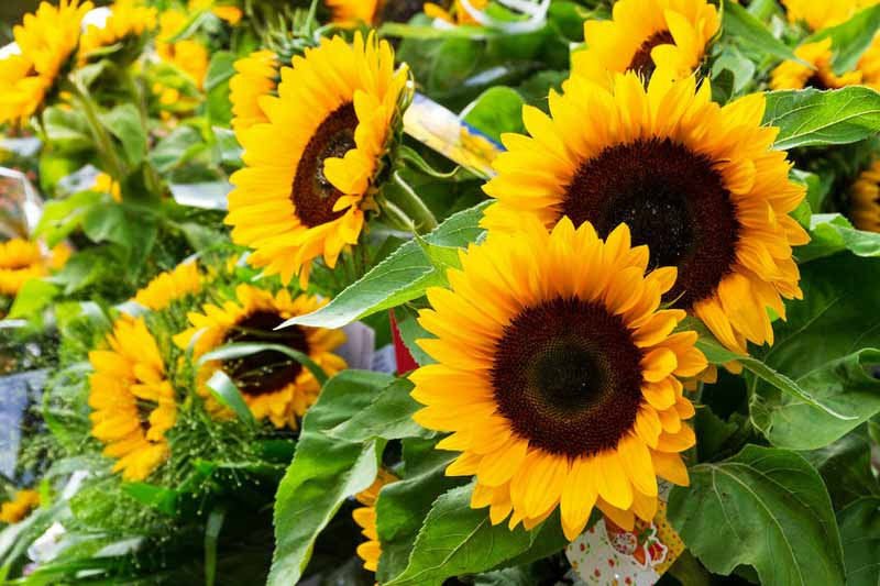 Helianthus Annuus Blumensamen zur Aussaat leuchtend Traditionssorte & ohne Gentechnik Samen Hausgarten