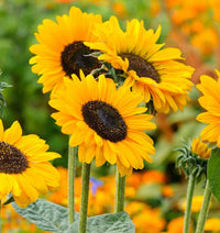 Braun Sonnenblume Blumensamen zur Aussaat – Halbschatten verträglich – Traditionssorte & ohne Gentechnik Samen Hausgarten