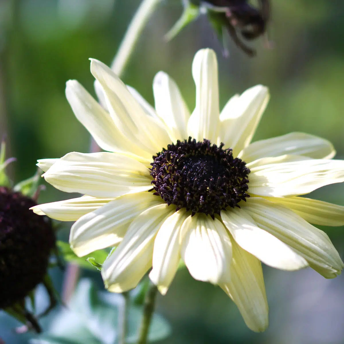 hell Gelb Sonnenblume Samen zur Aussaat sonnenliebend Traditionssorte & ohne Gentechnik Samen Hausgarten