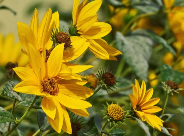 Gelb Maximiliani Blumensamen Aussaat