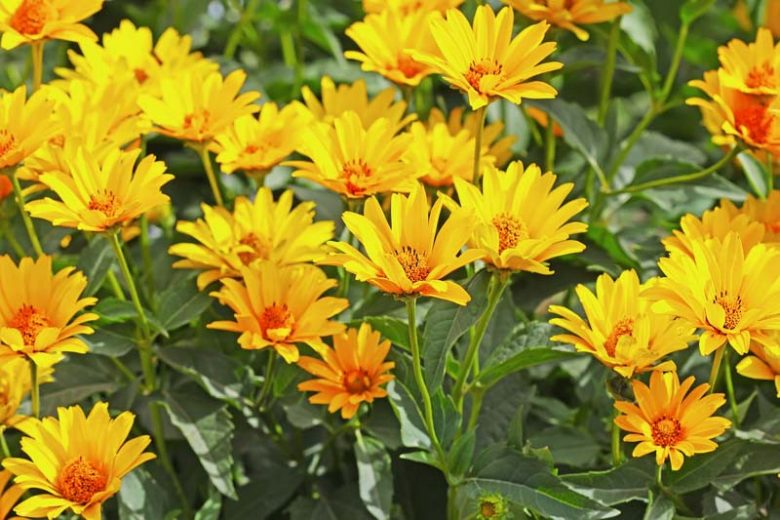 Jerusalem Artichoke (Sunchoke) Helianthus Tuberosus Gelb Sonnenblume Root Vegetable Samen