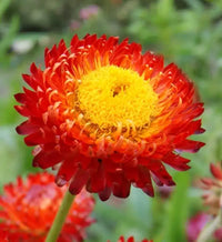 Helichrysum Rot Bracteatum Blumensamen zur Aussaat leuchtend Einjährige