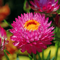 Gemischt Helichrysum Blumensamen zur Aussaat – lang Blüte Saison – Traditionssorte & ohne Gentechnik Samen Hausgarten
