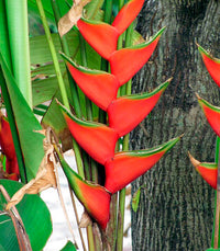 Heliconia Blumensamen zur Aussaat ideal Rabatten Traditionssorte & ohne Gentechnik Samen Hausgarten