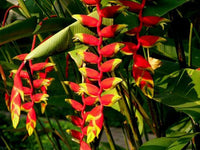 Heliconia Blumensamen zur Aussaat ideal Rabatten Traditionssorte & ohne Gentechnik Samen Hausgarten