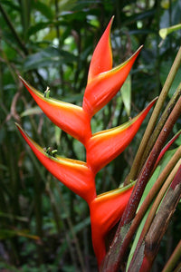 Heliconia Blumensamen zur Aussaat robust Sorte Traditionssorte & ohne Gentechnik Samen Hausgarten