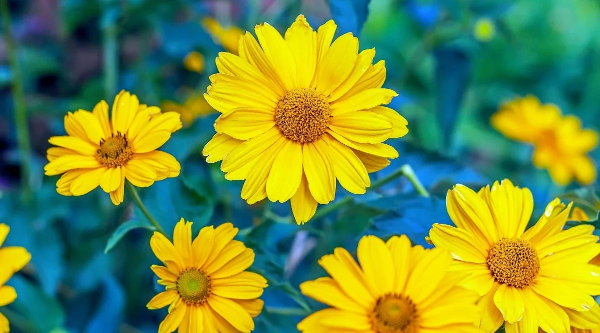 Gelb Mittagsgold Blumensamen zur Aussaat lang Blüte Saison Traditionssorte & ohne Gentechnik Samen Hausgarten