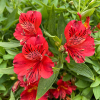 Rot Alstroemeria Psittacina Blumensamen zur Aussaat – leuchtende einjährige Blüten