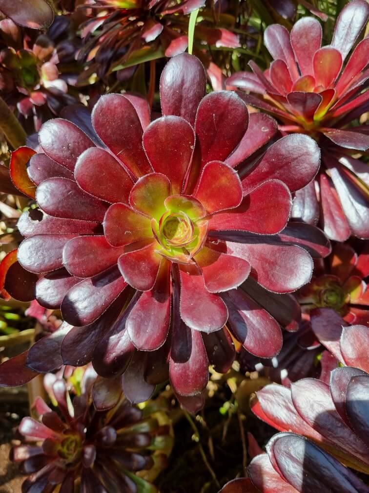 Aeonium Blumensamen zur Aussaat saisonal Dauerblüher Traditionssorte & ohne Gentechnik Samen Hausgarten