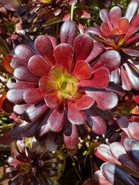 Aeonium Blumensamen zur Aussaat saisonal Dauerblüher Traditionssorte & ohne Gentechnik Samen Hausgarten