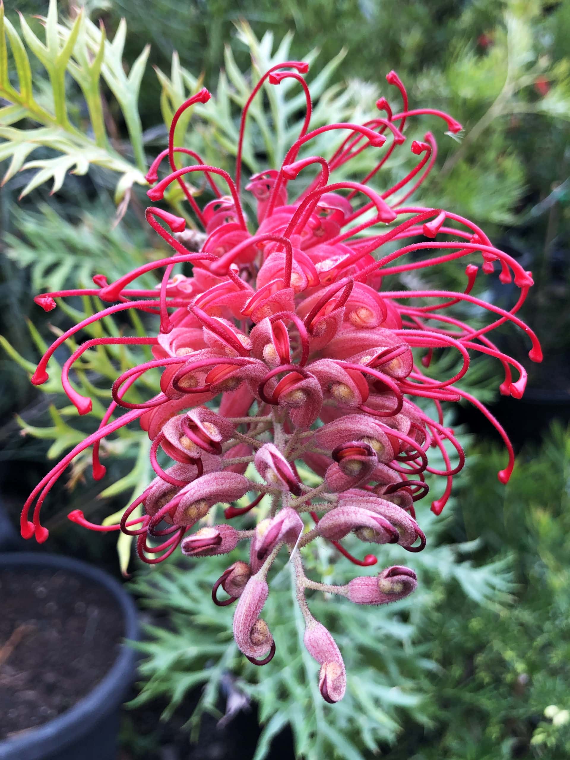 Grevillea Blumensamen zur Aussaat farbenfroh Schau Traditionssorte & ohne Gentechnik Samen Hausgarten