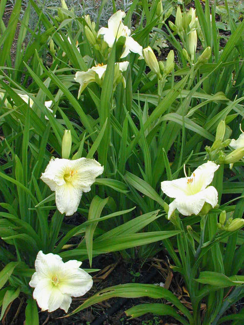 Creme Hemerocallis Blumensamen Schnitt Blume beliebt Traditionssorte & ohne Gentechnik Samen Hausgarten