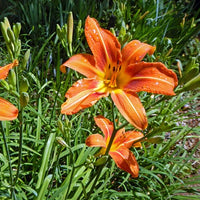 Orange Hemerocallis Blumensamen zur Aussaat Wildblume Mischung Traditionssorte & ohne Gentechnik Samen Hausgarten