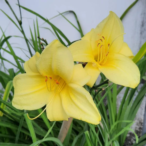 Gelb Hemerocallis Blumensamen zur Aussaat Wildblume Mischung Traditionssorte & ohne Gentechnik Samen Hausgarten