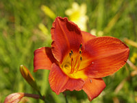 Mischung Hemerocallis Blumensamen zur Aussaat – Bestäuber freundlich – Traditionssorte & ohne Gentechnik Samen Hausgarten