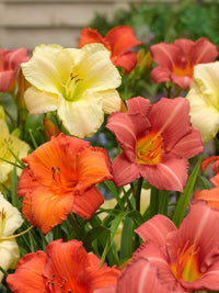 Mischung Hemerocallis Blumensamen zur Aussaat – Bestäuber freundlich – Traditionssorte & ohne Gentechnik Samen Hausgarten