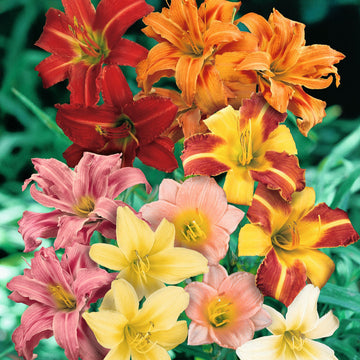 Mix hemerocallis blume samen for anpflanzung - pollinator friendly, heirloom & gmo free samen for home garten
 
 sale for anpflanzung in home garten