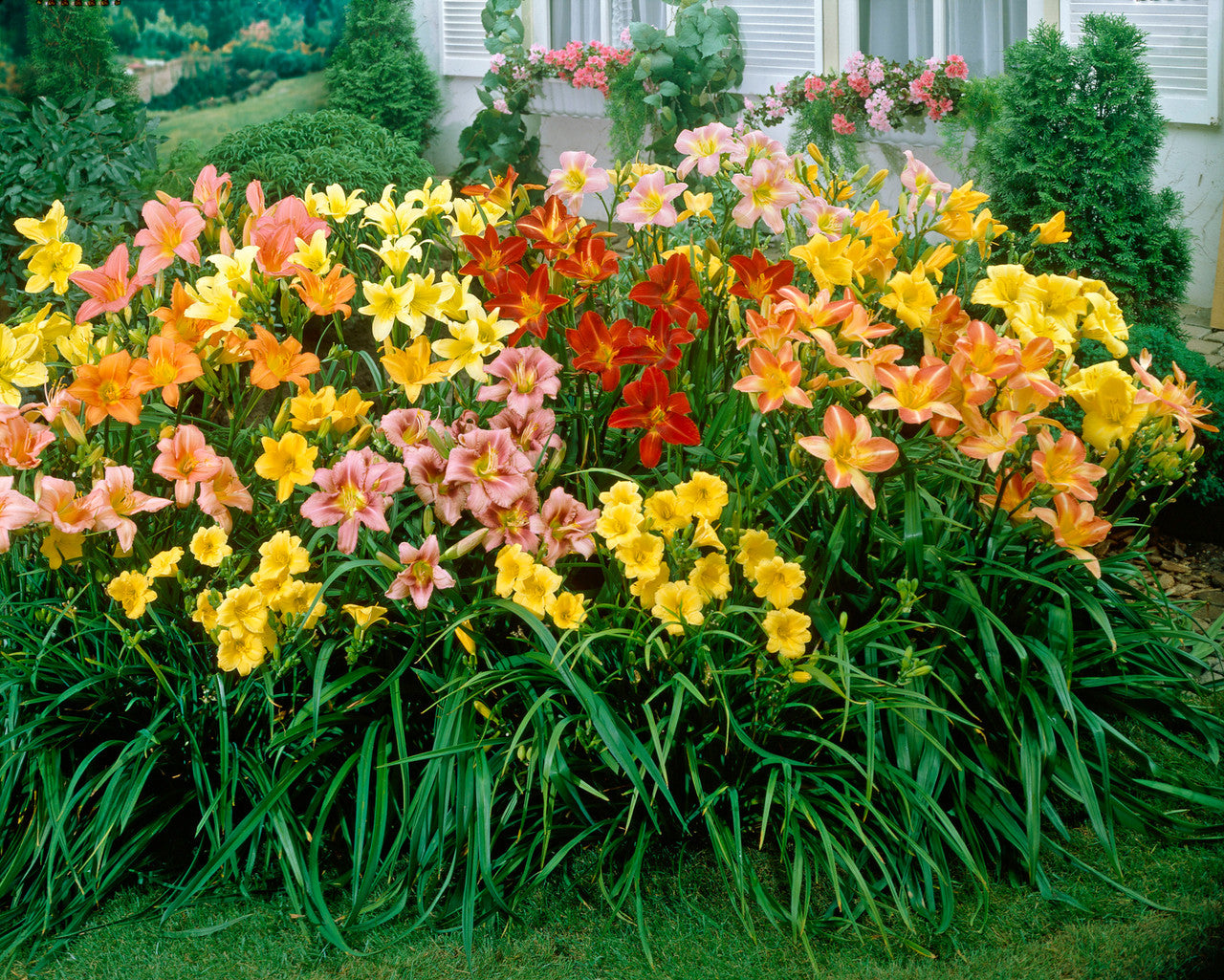 Gemischt Hemerocallis Blumensamen zur Aussaat Anzucht Traditionssorte & ohne Gentechnik Samen Hausgarten
