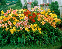 Gemischt Hemerocallis Blumensamen zur Aussaat Anzucht Traditionssorte & ohne Gentechnik Samen Hausgarten