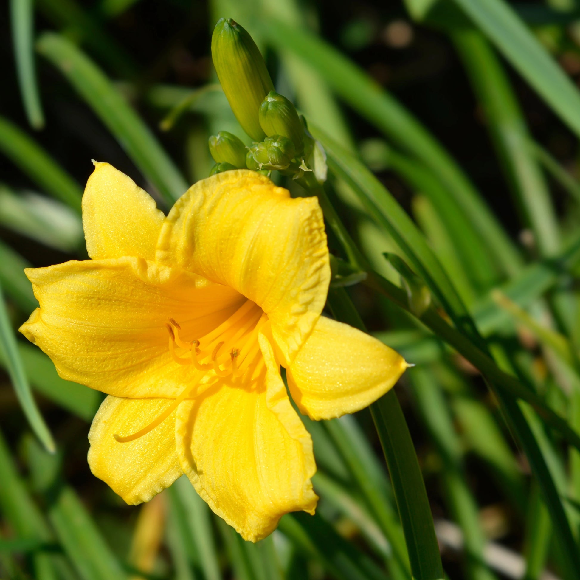 Daylily Blumensamen zur Aussaat Bestäuber freundlich Traditionssorte & ohne Gentechnik Samen Hausgarten