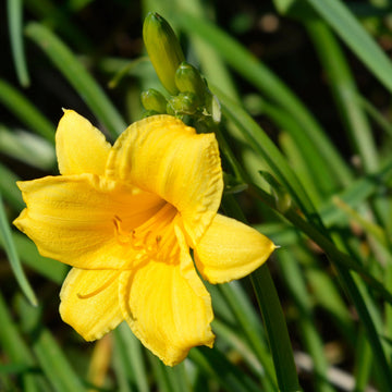 Daylily Blumensamen zur Aussaat Bestäuber freundlich Traditionssorte & ohne Gentechnik Samen Hausgarten