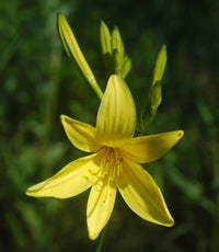 hell Grün Hemerocallis Blumensamen zur Aussaat – Landhaus Garten wichtig – Traditionssorte & ohne Gentechnik Samen Hausgarten