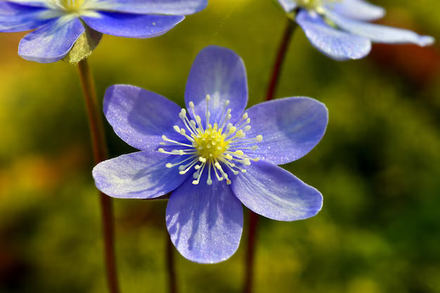 Blau hepatica flowering samen for gardens