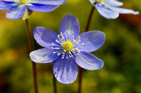 Blau hepatica flowering samen for gardens