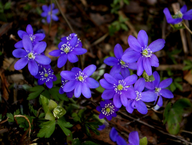 Non gmo blau hepatica samen
