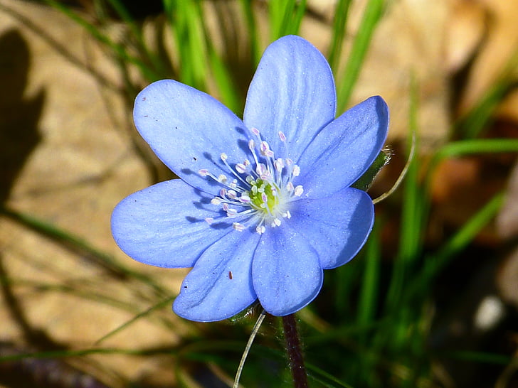 Hepatica blau blume samen for anpflanzung